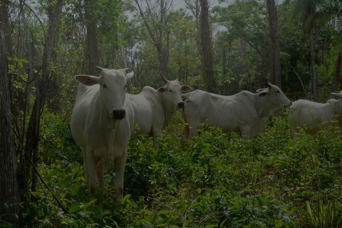 Cattle grazing beneath planted trees in the Forestal Río Aquidabán silvopastoral system