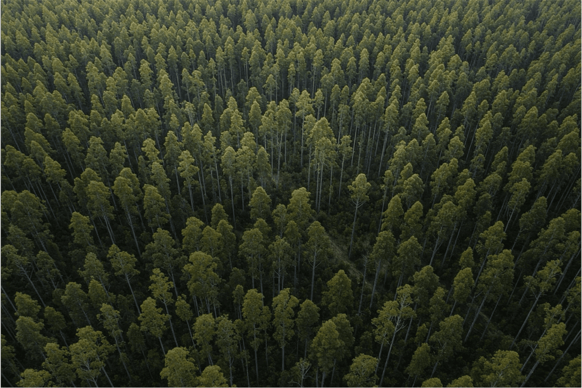 Eucalyptus forest rows at the Urunday afforestation project in Corrientes, Argentina